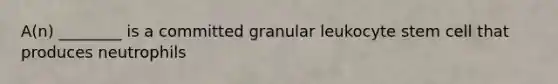 A(n) ________ is a committed granular leukocyte stem cell that produces neutrophils