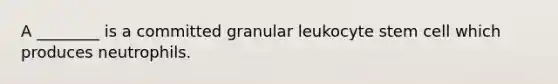 A ________ is a committed granular leukocyte stem cell which produces neutrophils.