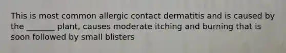 This is most common allergic contact dermatitis and is caused by the _______ plant, causes moderate itching and burning that is soon followed by small blisters