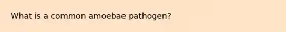 What is a common amoebae pathogen?