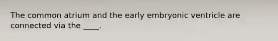 The common atrium and the early embryonic ventricle are connected via the ____.