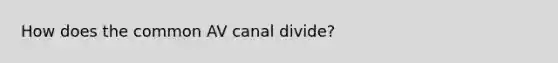 How does the common AV canal divide?