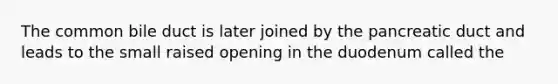 The common bile duct is later joined by the pancreatic duct and leads to the small raised opening in the duodenum called the