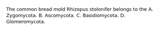 The common bread mold Rhizopus stolonifer belongs to the A. Zygomycota. B. Ascomycota. C. Basidiomycota. D. Glomeromycota.