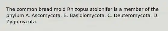 The common bread mold Rhizopus stolonifer is a member of the phylum A. Ascomycota. B. Basidiomycota. C. Deuteromycota. D. Zygomycota.