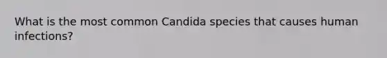 What is the most common Candida species that causes human infections?