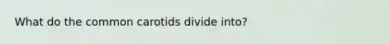 What do the common carotids divide into?