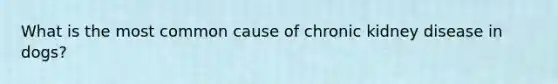 What is the most common cause of chronic kidney disease in dogs?