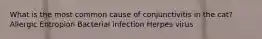 What is the most common cause of conjunctivitis in the cat? Allergic Entropion Bacterial infection Herpes virus