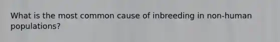 What is the most common cause of inbreeding in non-human populations?