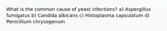 What is the common cause of yeast infections? a) Aspergillus fumigatus b) Candida albicans c) Histoplasma capsulatum d) Penicillium chrysogenum