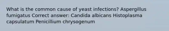 What is the common cause of yeast infections? Aspergillus fumigatus Correct answer: Candida albicans Histoplasma capsulatum Penicillium chrysogenum