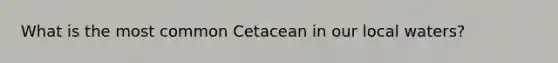 What is the most common Cetacean in our local waters?