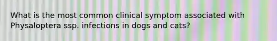 What is the most common clinical symptom associated with Physaloptera ssp. infections in dogs and cats?