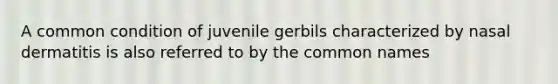 A common condition of juvenile gerbils characterized by nasal dermatitis is also referred to by the common names