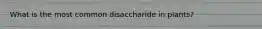 What is the most common disaccharide in plants?