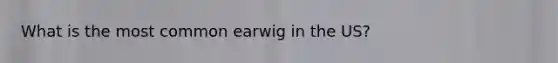 What is the most common earwig in the US?
