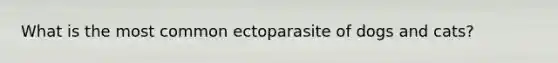 What is the most common ectoparasite of dogs and cats?