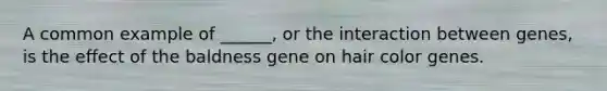 A common example of ______, or the interaction between genes, is the effect of the baldness gene on hair color genes.