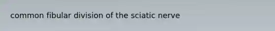 common fibular division of the sciatic nerve