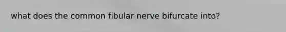 what does the common fibular nerve bifurcate into?