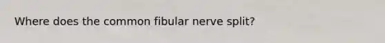 Where does the common fibular nerve split?