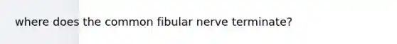 where does the common fibular nerve terminate?