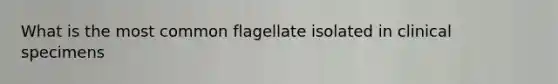 What is the most common flagellate isolated in clinical specimens