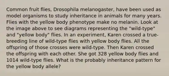 Common fruit flies, Drosophila melanogaster, have been used as model organisms to study inheritance in animals for many years. Flies with the yellow body phenotype make no melanin. Look at the image above to see diagrams representing the "wild-type" and "yellow body" flies. In an experiment, Karen crossed a true-breeding line of wild-type flies with yellow body flies. All the offspring of those crosses were wild-type. Then Karen crossed the offspring with each other. She got 328 yellow body flies and 1014 wild-type flies. What is the probably inheritance pattern for the yellow body allele?