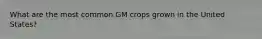 What are the most common GM crops grown in the United States?