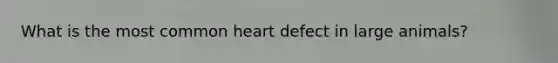 What is the most common heart defect in large animals?