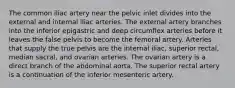 The common iliac artery near the pelvic inlet divides into the external and internal iliac arteries. The external artery branches into the inferior epigastric and deep circumflex arteries before it leaves the false pelvis to become the femoral artery. Arteries that supply the true pelvis are the internal iliac, superior rectal, median sacral, and ovarian arteries. The ovarian artery is a direct branch of the abdominal aorta. The superior rectal artery is a continuation of the inferior mesenteric artery.