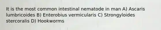 It is the most common intestinal nematode in man A) Ascaris lumbricoides B) Enterobius vermicularis C) Strongyloides stercoralis D) Hookworms