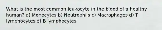 What is the most common leukocyte in the blood of a healthy human? a) Monocytes b) Neutrophils c) Macrophages d) T lymphocytes e) B lymphocytes