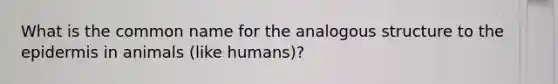 What is the common name for the analogous structure to <a href='https://www.questionai.com/knowledge/kBFgQMpq6s-the-epidermis' class='anchor-knowledge'>the epidermis</a> in animals (like humans)?