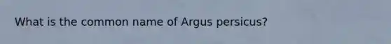 What is the common name of Argus persicus?