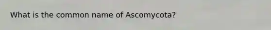 What is the common name of Ascomycota?