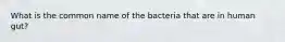 What is the common name of the bacteria that are in human gut?