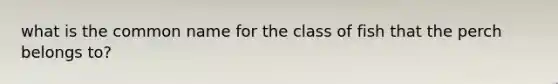 what is the common name for the class of fish that the perch belongs to?