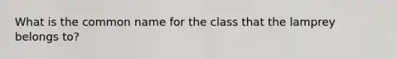 What is the common name for the class that the lamprey belongs to?