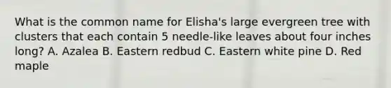 What is the common name for Elisha's large evergreen tree with clusters that each contain 5 needle-like leaves about four inches long? A. Azalea B. Eastern redbud C. Eastern white pine D. Red maple