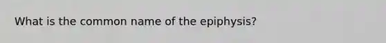 What is the common name of the epiphysis?