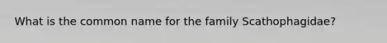 What is the common name for the family Scathophagidae?