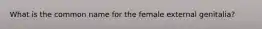 What is the common name for the female external genitalia?