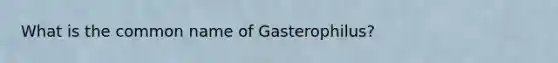 What is the common name of Gasterophilus?