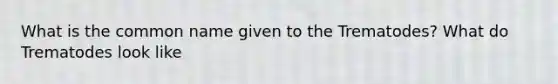 What is the common name given to the Trematodes? What do Trematodes look like