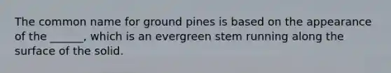 The common name for ground pines is based on the appearance of the ______, which is an evergreen stem running along the surface of the solid.