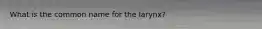 What is the common name for the larynx?