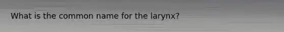 What is the common name for the larynx?