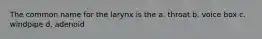 The common name for the larynx is the a. throat b. voice box c. windpipe d. adenoid